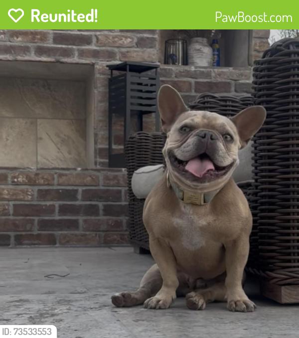 Reunited Female Dog last seen Near Cactus Ct, Rancho Cucamonga, CA 91737, USA, Rancho Cucamonga, CA 91737