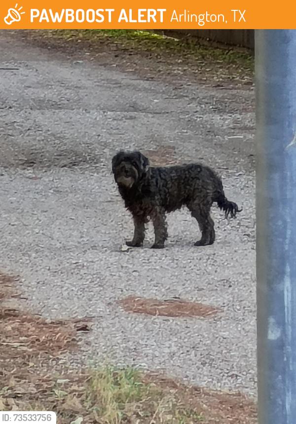 Found/Stray Unknown Dog last seen Grand Avenue, Arlington, TX 76010