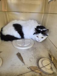 Reunited Male Cat last seen Eastwood rd / hillview rd, Mounds View, MN 55112