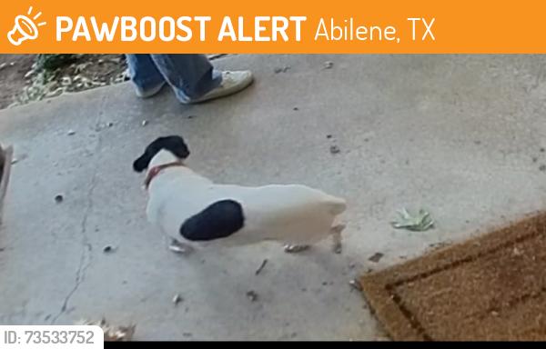 Found/Stray Male Dog last seen Woodlake Dr and Piping Rock, Abilene, TX 79606