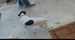 Found/Stray Male Dog last seen Woodlake Dr and Piping Rock, Abilene, TX 79606