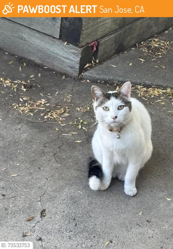 Found/Stray Female Cat last seen Menker Ave and Scott, San Jose, CA 95128