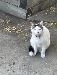 Found/Stray Female Cat last seen Menker Ave and Scott, San Jose, CA 95128