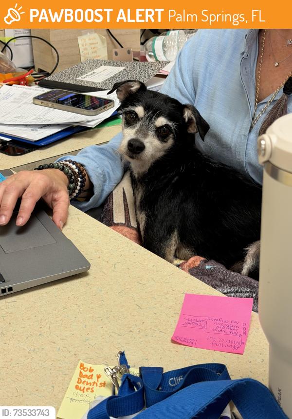 Found/Stray Male Dog last seen Kirklane elementary, Palm Springs, FL 33461