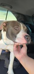 Found/Stray Female Dog last seen Crunch Fitness Matthews, Matthews, NC 28105