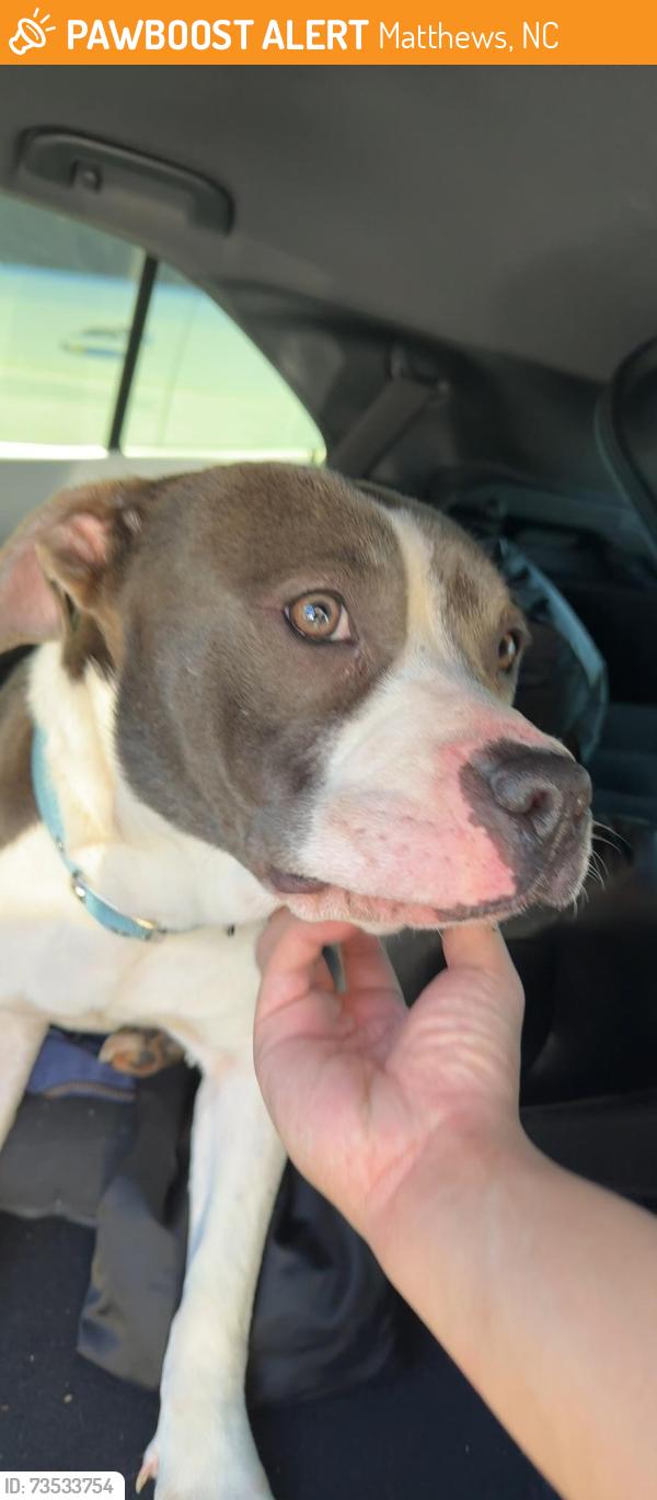 Found/Stray Female Dog last seen Crunch Fitness Matthews, Matthews, NC 28105