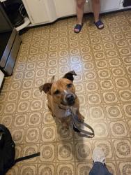 Reunited Male Dog last seen Zoo Boulevard and West St., Wichita, KS 67203