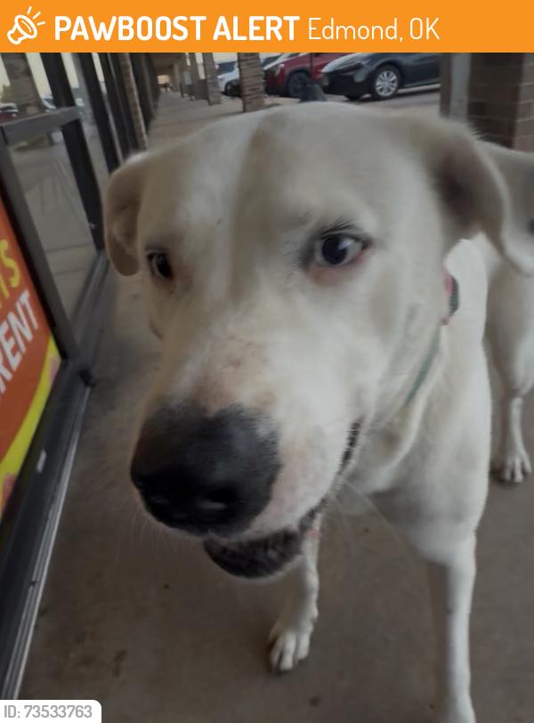 Found/Stray Female Dog last seen Mango Cannabis in Edmomd across from Crest on 15th and Santa Fe, Edmond, OK 73013