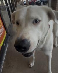 Found/Stray Female Dog last seen Mango Cannabis in Edmomd across from Crest on 15th and Santa Fe, Edmond, OK 73013