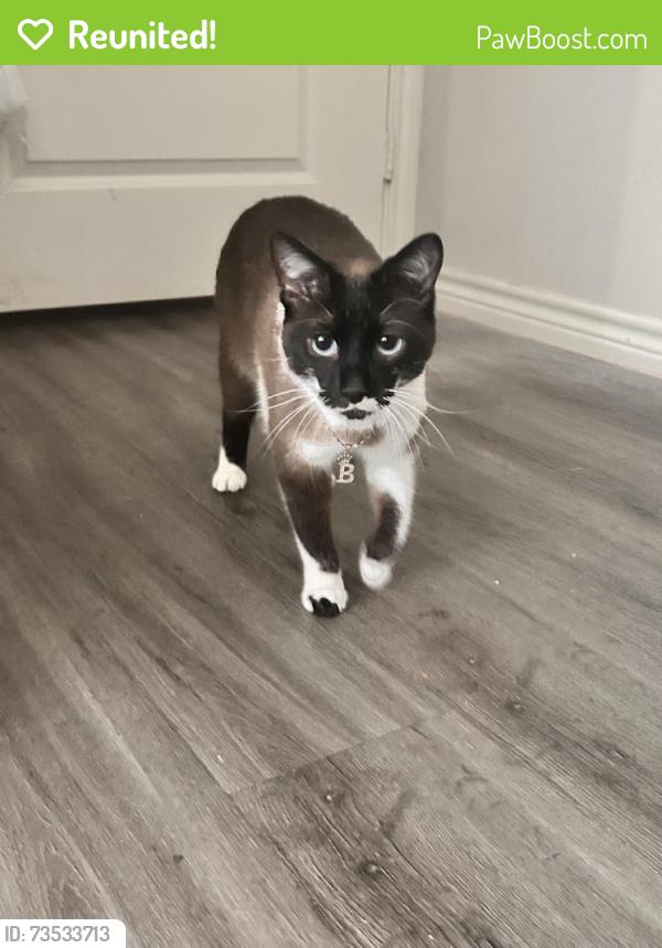 Reunited Male Cat last seen Near Menchaca Rd, Austin, TX 78748, USA, Austin, TX 78748