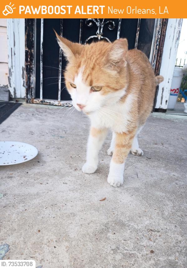 Found/Stray Unknown Cat last seen St Thomas & Pleasant, New Orleans, LA 70115