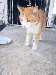Found/Stray Unknown Cat last seen St Thomas & Pleasant, New Orleans, LA 70115