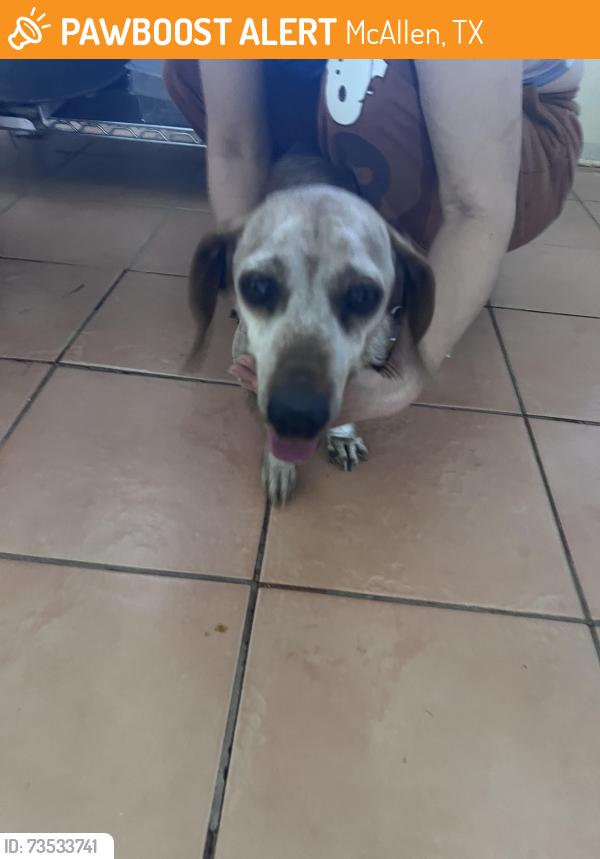 Found/Stray Male Dog last seen Lark and 5 mile, McAllen, TX 78504
