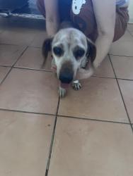 Found/Stray Male Dog last seen Lark and 5 mile, McAllen, TX 78504