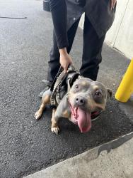Found/Stray Female Dog last seen Hooligans near the vancouver mall, Vancouver, WA 98661