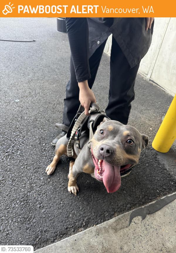 Found/Stray Female Dog last seen Hooligans near the vancouver mall, Vancouver, WA 98661