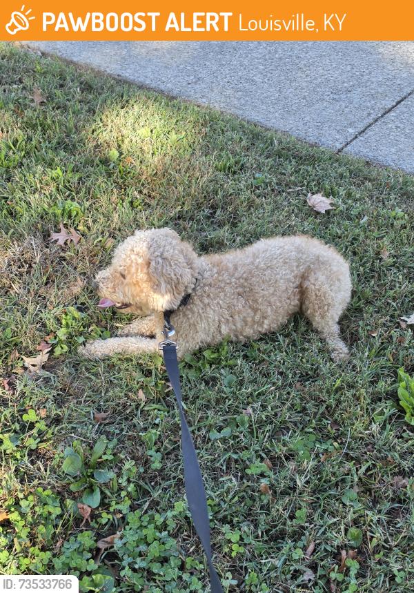 Found/Stray Male Dog last seen Markwell ln, Louisville, KY 40219