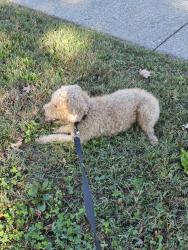 Found/Stray Male Dog last seen Markwell ln, Louisville, KY 40219
