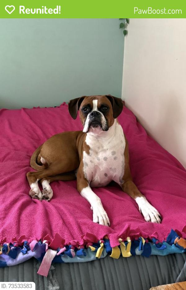 Reunited Female Dog last seen Brookhurst St. and Orangewood Ave., Garden Grove, CA 92840
