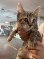 Shelter Stray Male Cat last seen , 14409 Vanowen St, Van Nuys, CA 91405, USA