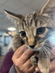 Shelter Stray Male Cat last seen , 14409 Vanowen St, Van Nuys, CA 91405, USA