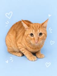 Shelter Stray Male Cat last seen , 3201 Lacy St, Los Angeles, CA 90031, USA