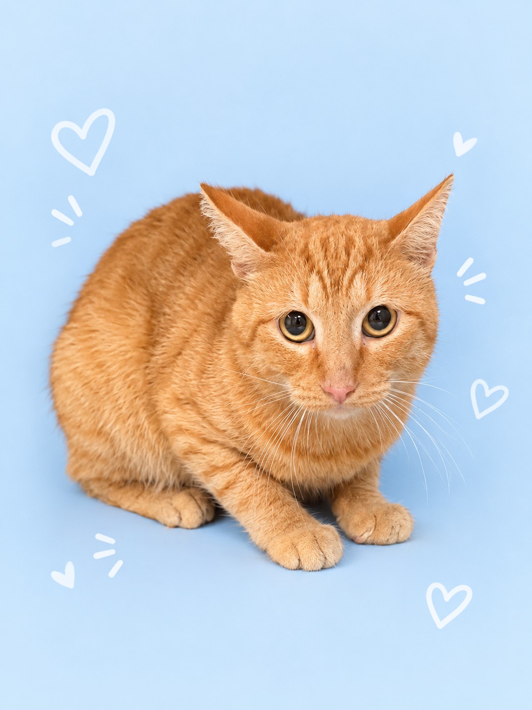 Shelter Stray Male Cat last seen , 3201 Lacy St, Los Angeles, CA 90031, USA