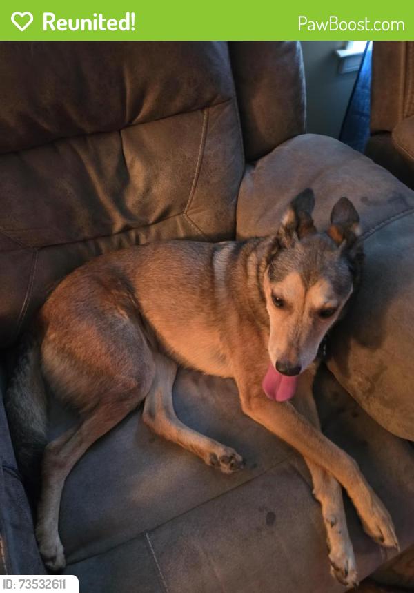 Reunited Female Dog last seen Ball Ground Library are in downtown BG., Ball Ground, GA 30107