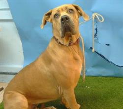 Shelter Stray Female Dog last seen , 216 W Victoria St, Gardena, CA 90248, USA