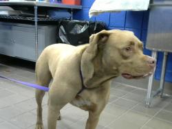 Shelter Stray Female Dog last seen DUMP AND RUN, 8920 Lomas Blvd NE, Albuquerque, NM 87112, USA