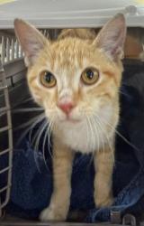 Shelter Stray Female Cat last seen , 232 Eslinger Way, Sanford, FL 32773, USA