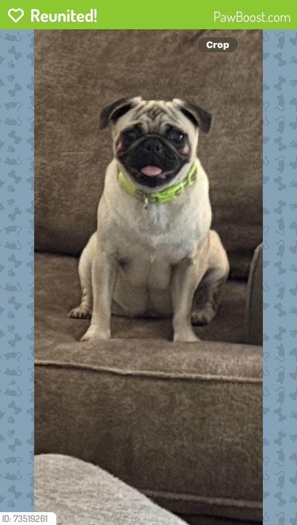 Reunited Female Dog last seen Near Chandler Ridge Dr, Douglasville, GA 30134, USA, Douglasville, GA 30134