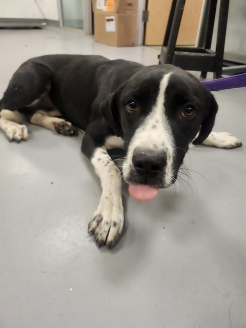 Shelter Stray Female Dog last seen Near BLOCK VISTA DE LOMA, HEMET, CA, 581 S Grand Ave, San Jacinto, CA 92582, USA