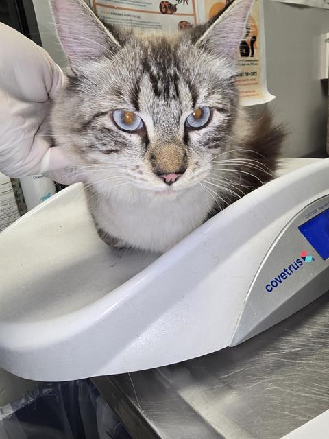 Shelter Stray Female Cat last seen Near BLOCK EISENHOWER CT, HEMET CA 92543, 581 S Grand Ave, San Jacinto, CA 92582, USA