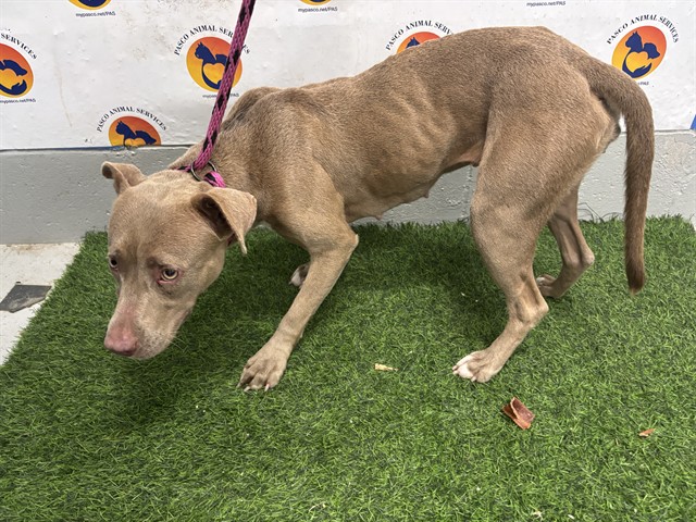 Shelter Stray Female Dog last seen THOMPSON AVE AND KITTEN TRAIL, 19640 Dogpatch Ln, Land O' Lakes, FL 34638, USA