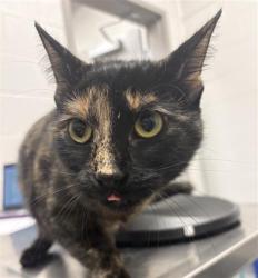 Shelter Stray Female Cat last seen Near, 5001 E Raymond St, Indianapolis, IN 46203, USA