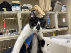 Shelter Stray Male Cat last seen 16TH SCOTT, 3839 W Burnham St, West Milwaukee, WI 53215, USA