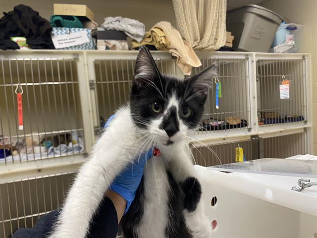 Shelter Stray Male Cat last seen 16TH SCOTT, 3839 W Burnham St, West Milwaukee, WI 53215, USA