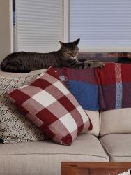 Reunited Male Cat last seen Melville Street and Napiers St in old Dundas, Hamilton, ON L9H 2A9