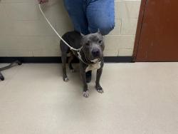 Shelter Stray Male Dog last seen Near BLOCK N GRANVILLE RD, 3839 W Burnham St, West Milwaukee, WI 53215, USA