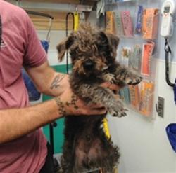 Shelter Stray Male Dog last seen VALDORA AND SANFORD, 3001 2nd St SW, Albuquerque, NM 87105, USA