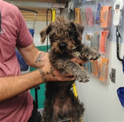Shelter Stray Male Dog last seen VALDORA AND SANFORD, 3001 2nd St SW, Albuquerque, NM 87105, USA
