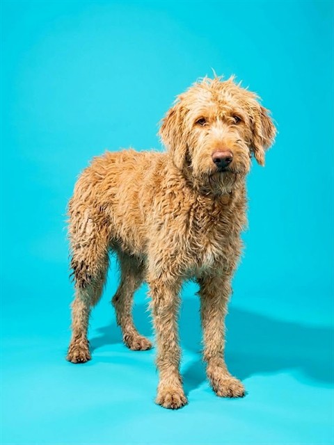 Shelter Stray Female Dog last seen SCARLETS OAKS NEIGHBORHOOD FORT CAROLINE AND TOWNSEND INTERSECTION, 2020 Forest St, Jacksonville, FL 32204, USA