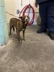 Shelter Stray Female Dog last seen 13TH AVE & RIVERSIDE BLVD, 2127 Front St, Sacramento, CA 95818, USA