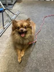 Shelter Stray Male Dog last seen FRANKLIN BLVD & FRUITRIDGE RD, 2127 Front St, Sacramento, CA 95818, USA