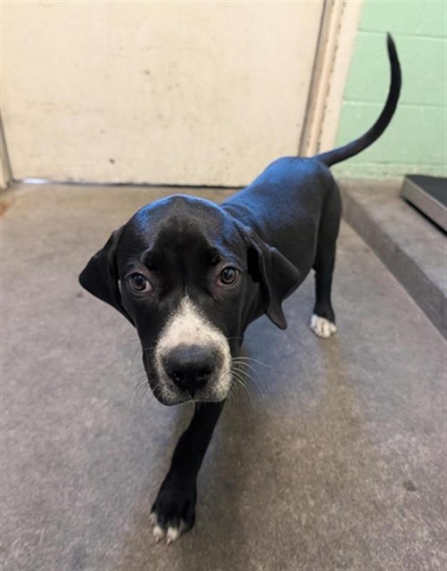Shelter Stray Female Dog last seen COLFAX ST & EL CAMINO AVE, 2127 Front St, Sacramento, CA 95818, USA