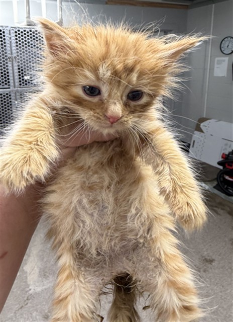 Shelter Stray Male Cat last seen , 1601 Airport Rd, Shelby, NC 28150, USA