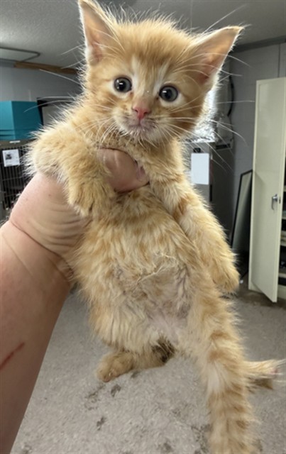 Shelter Stray Male Cat last seen , 1601 Airport Rd, Shelby, NC 28150, USA