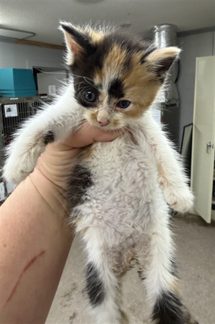 Shelter Stray Female Cat last seen , 1601 Airport Rd, Shelby, NC 28150, USA