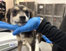 Shelter Stray Female Dog last seen Near BLOCK LINCOLN ST MECCA CA 92254, 72050 Pet Land Pl, Thousand Palms, CA 92276, USA